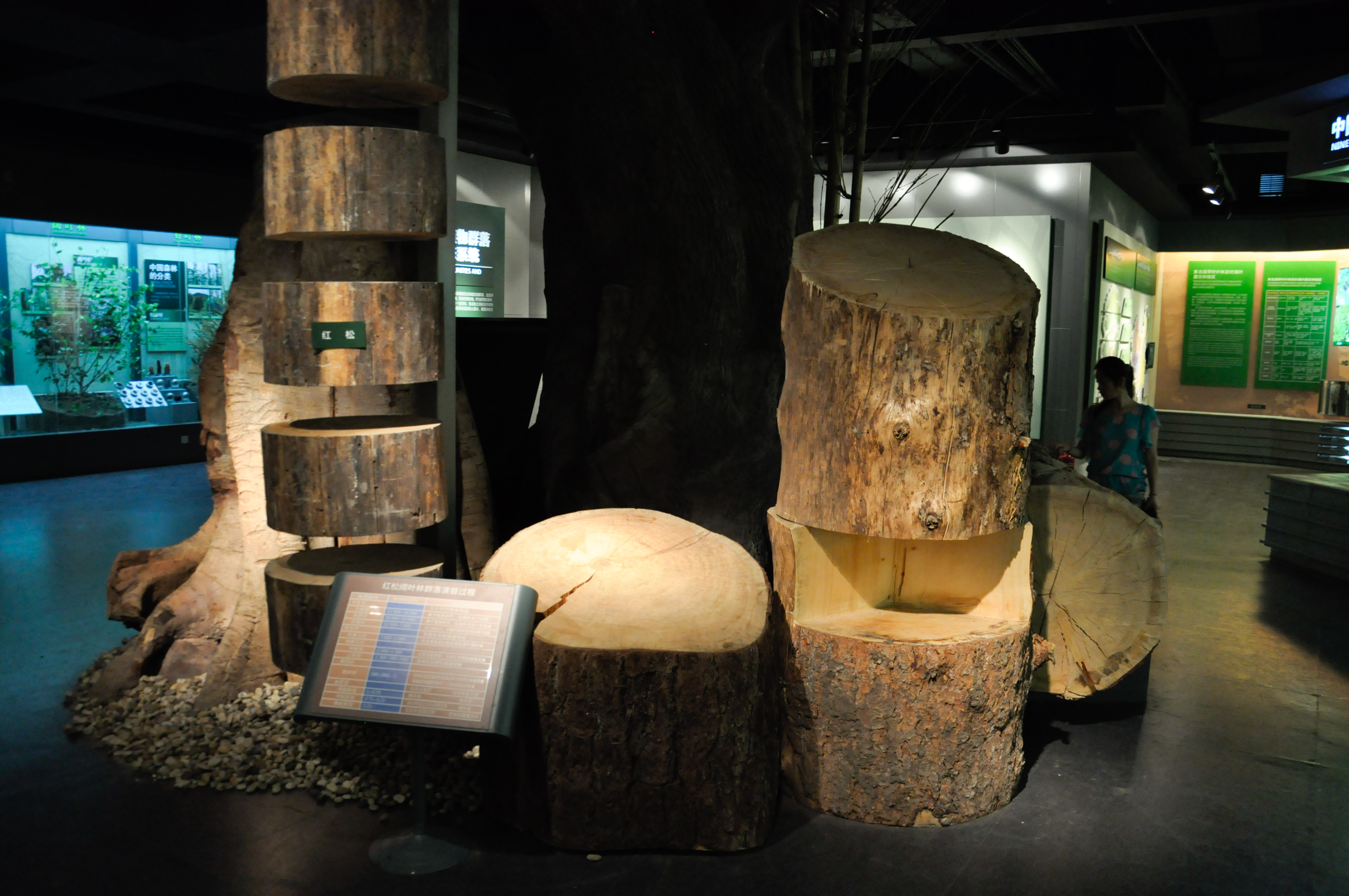 树木标本展区.jpg